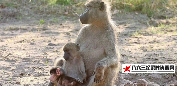 中国大陆纪录片《狒狒成长日记 The Clan of the Baby Baboon 2018》高清下载-八六三纪录片资源网