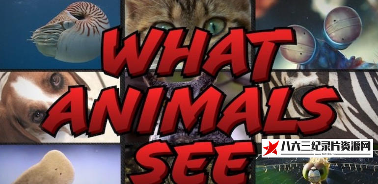 美国纪录片《动物视界 What Animals See》高清下载-八六三纪录片资源网