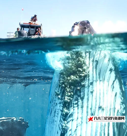 美国纪录片《如果地球上没有陆地 If There Was No Land On Earth》高清下载-八六三纪录片资源网