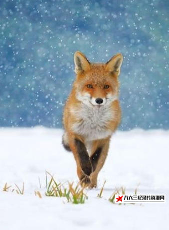 德国纪录片《超级动物 The Animal Within 2020》高清下载-八六三纪录片资源网