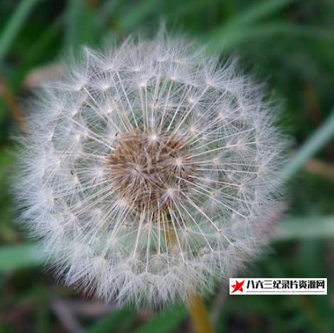 美国纪录片《生物飞行的冷知识》高清下载-八六三纪录片资源网