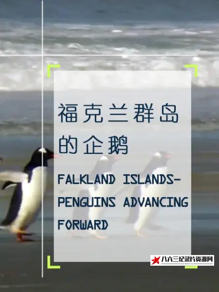 法国纪录片《企鹅之岛：福克兰/福克兰群岛的企鹅 Penguin Island: The Falklands 2010》高清下载-八六三纪录片资源网