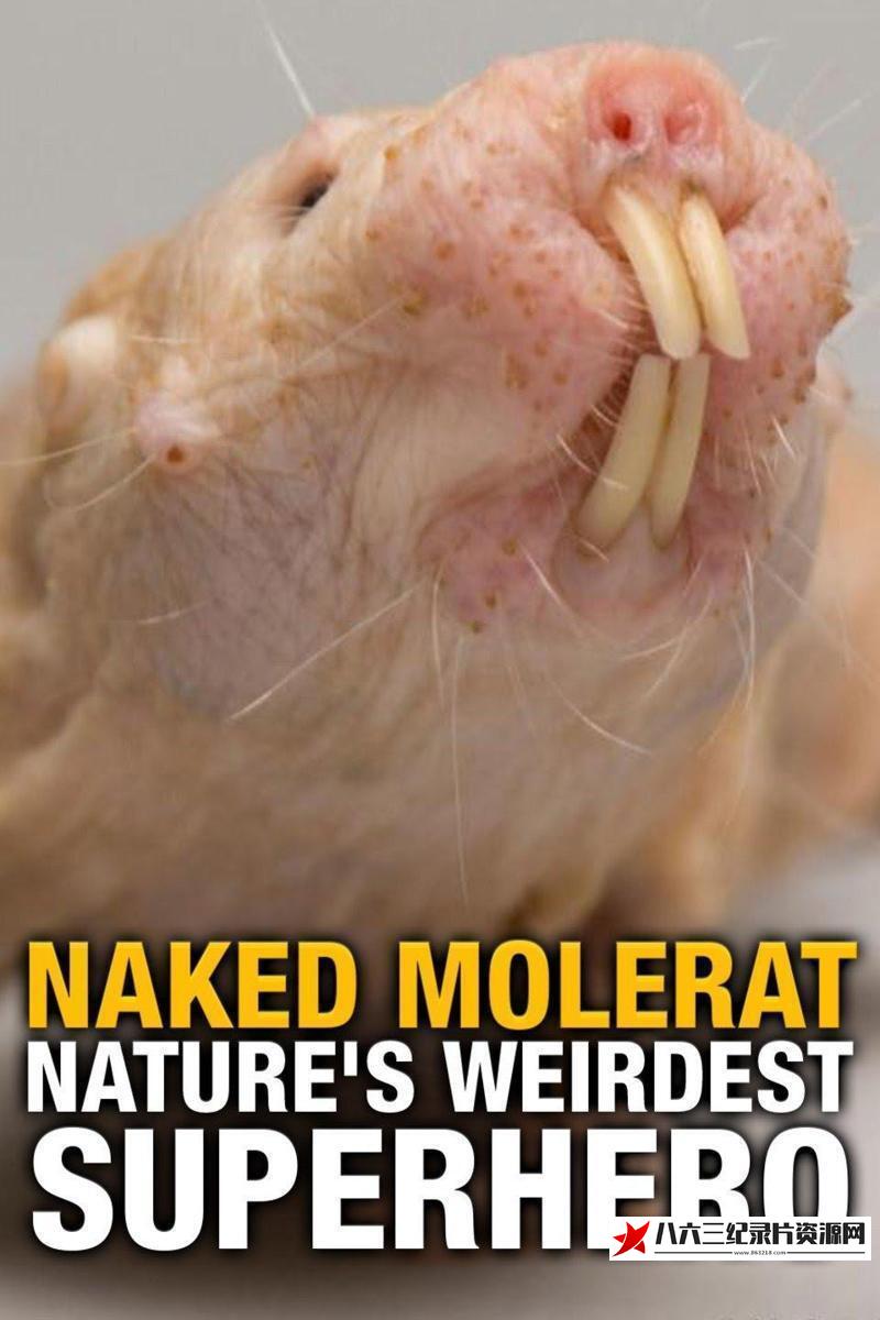 中国大陆纪录片《裸鼹鼠 对抗衰老的秘诀 Naked Molerat: Nature's Weirdest Superhero 2017》高清下载-八六三纪录片资源网