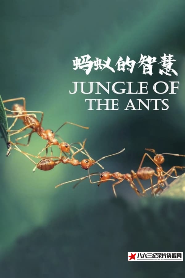 法国纪录片《蚂蚁的智慧 Jungle of the Ants 2023》高清下载-八六三纪录片资源网