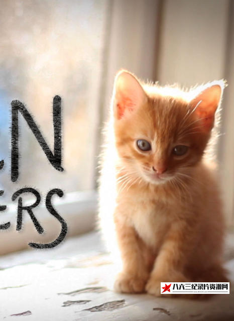 美国纪录片《猫咪救援队 Kitten Rescuers》高清下载-八六三纪录片资源网
