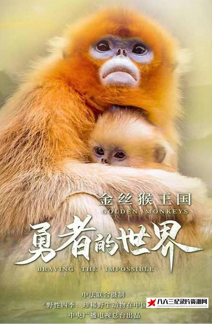 中国大陆纪录片《金丝猴王国：勇者的世界 2023》高清下载-八六三纪录片资源网
