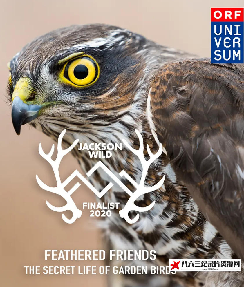 美国纪录片《羽之精灵 Feathered Friends 2019》高清下载-八六三纪录片资源网