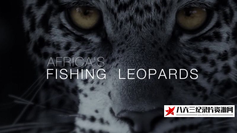 非洲钓鱼豹 Africa's Fishing Leopards的海报