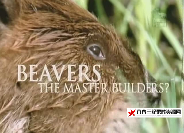 英国纪录片《海狸 – 建筑大师 Beavers – The Master Builders》高清下载-八六三纪录片资源网