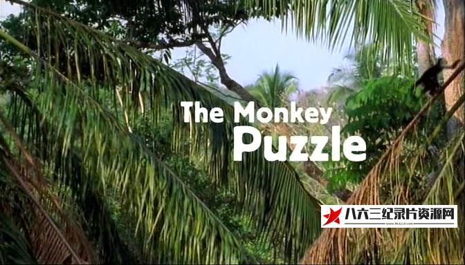 英国纪录片《卷尾猴之谜 Capuchins, the Monkey Puzzle》高清下载-八六三纪录片资源网