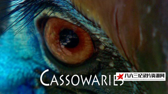 鹤鸵 Cassowaries的海报