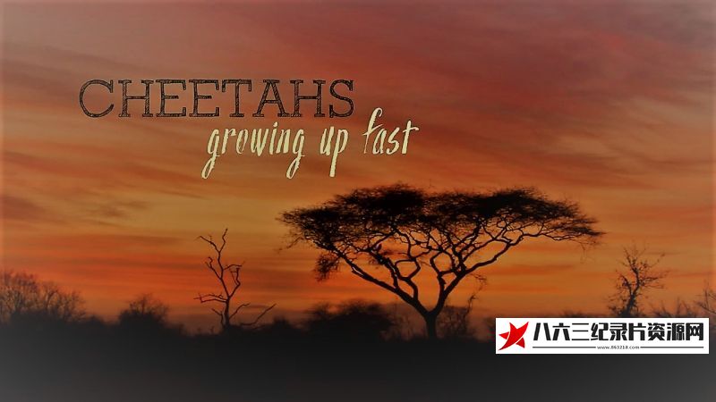 小猎豹快长大 Cheetahs: Growing Up Fast的海报