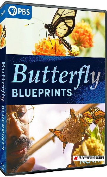美国纪录片《蝴蝶蓝图 NOVA Series 48: Butterfly Blueprints》高清下载-八六三纪录片资源网