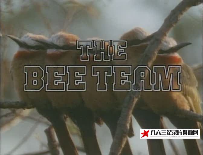 英国纪录片《食蜂鸟的社会 The Bee-Team》高清下载-八六三纪录片资源网