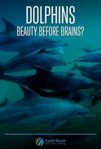 纪录片《海豚的美丽与智慧 Dolphins: Beauty Before Brains》高清下载-八六三纪录片资源网