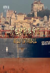 纪录片《野性伊斯坦布尔 Wild Istanbul》高清下载-八六三纪录片资源网