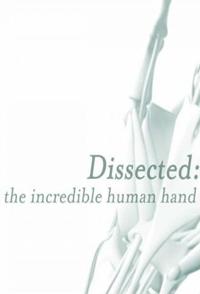 英国纪录片《剖析手足：不可思议的人体 Dissected The Incredible Human》高清下载-八六三纪录片资源网