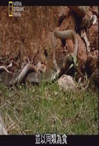 眼镜王蛇:吃同类的蛇 SECRETS OF THE KING COBRA的海报