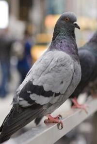 中国大陆纪录片《鸽子的秘密生活 The Secret Life of Pigeons》高清下载-八六三纪录片资源网