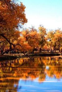 中国大陆纪录片《最后的胡杨林 最后的胡杨林》高清下载-八六三纪录片资源网