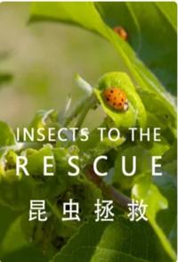 法国纪录片《昆虫拯救 INSECTS TO THE RESCUE！》高清下载-八六三纪录片资源网