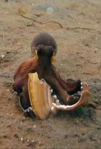 美国纪录片《深海奇珍 The Sea’s Strangest Square Mile》高清下载-八六三纪录片资源网