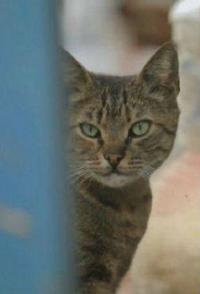 土耳其纪录片《土耳其七喵记 KEDI》高清下载-八六三纪录片资源网