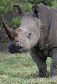 日本纪录片《回归的巨人印度犀 印度犀》高清下载-八六三纪录片资源网