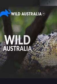 美国纪录片《野性澳大利亚 Wild Australi》高清下载-八六三纪录片资源网
