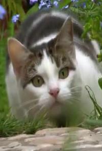 英国纪录片《萌宠也疯狂 萌宠也疯狂》高清下载-八六三纪录片资源网