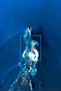 日本纪录片《生命之海 日本印象派「生命之海」》高清下载-八六三纪录片资源网