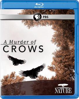 美国纪录片《乌鸦 Nature: A Murder of Crows》高清下载-八六三纪录片资源网