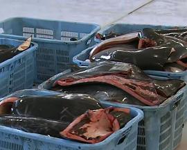 日本纪录片《与鲸共生：海豚湾太地町的六个月 クジラと生きる》高清下载-八六三纪录片资源网