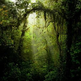 丛林秘药 The Jungle Prescription的海报