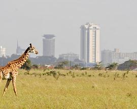 奥地利纪录片《野性内罗毕 Wildes Nairobi – Wo Leoparden durch Gärten schleichen》高清下载-八六三纪录片资源网