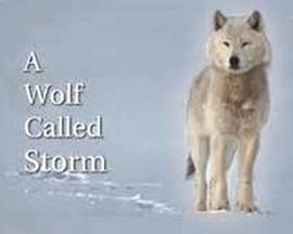 英国纪录片《自然世界：狼之风暴 The Natural World: A Wolf Called Storm》高清下载-八六三纪录片资源网