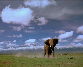 美国纪录片《非洲的大象王国 Africa's Elephant Kingdom》高清下载-八六三纪录片资源网
