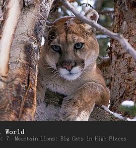英国纪录片《山狮：高地的大猫 Mountain Lions: Big Cats in High Places》高清下载-八六三纪录片资源网