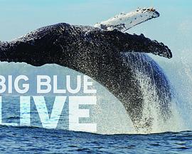 英国纪录片《深蓝海洋 Big Blue Live》高清下载-八六三纪录片资源网
