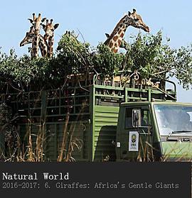 英国纪录片《长颈鹿：非洲的温柔巨人 Natural World - Giraffes: Africa's Gentle Giants》高清下载-八六三纪录片资源网
