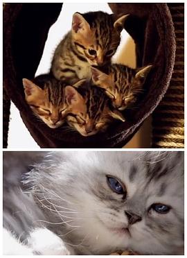 英国纪录片《小猫的秘密 The Secret Life of Puppies and Kittens》高清下载-八六三纪录片资源网