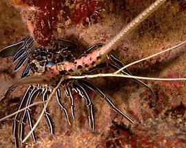 大海的风景 Visions of the Sea: Explorations的海报