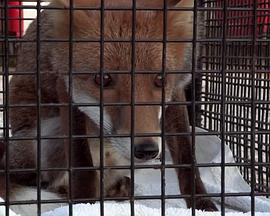 英国纪录片《狐狸生存之战 Fox Wars》高清下载-八六三纪录片资源网