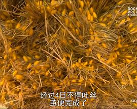 美国纪录片《人工奇迹：胸罩秘史 Man Made: Secret History of the Bra》高清下载-八六三纪录片资源网