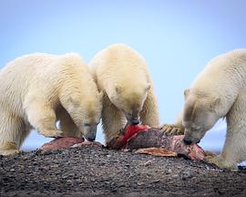 英国纪录片《北极熊的盛宴 The Great Polar Bear Feast》高清下载-八六三纪录片资源网