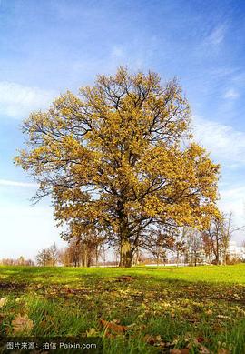 橡树:自然界最伟大的幸存者 Oak Tree: Nature's Greatest Survivor的海报