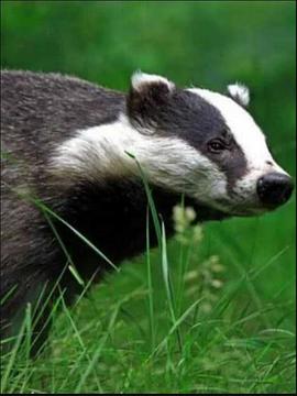 自然世界:狗獾 Badgers: Secrets of the Sett的海报