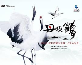 中国大陆纪录片《丹顶鹤》高清下载-八六三纪录片资源网