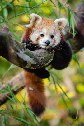 美国纪录片《小熊猫:世界上最可爱的动物 Red Panda: World's Cutest Animal》高清下载-八六三纪录片资源网