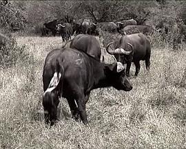 美国纪录片《【国家地理.不守规矩的狮子】 National.Geographic.Lions.Behaving.Badly》高清下载-八六三纪录片资源网